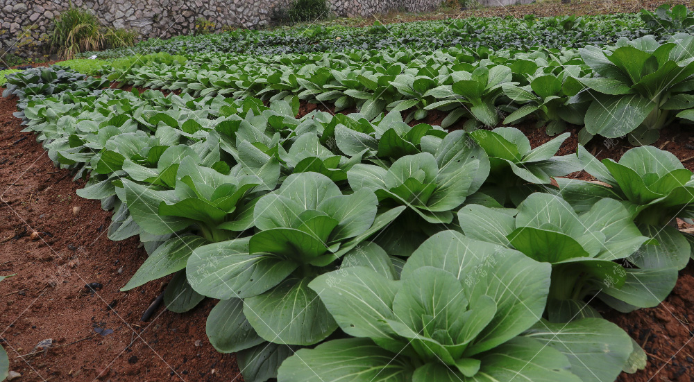 1557812035776176.jpg IMG_4131.jpg