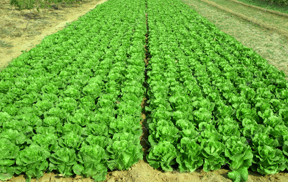 1558575765896617.jpg 52.jpg