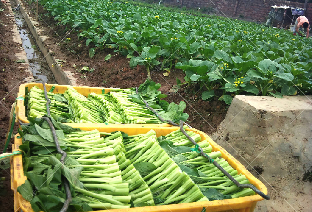 1558595704985945.jpg 52.jpg