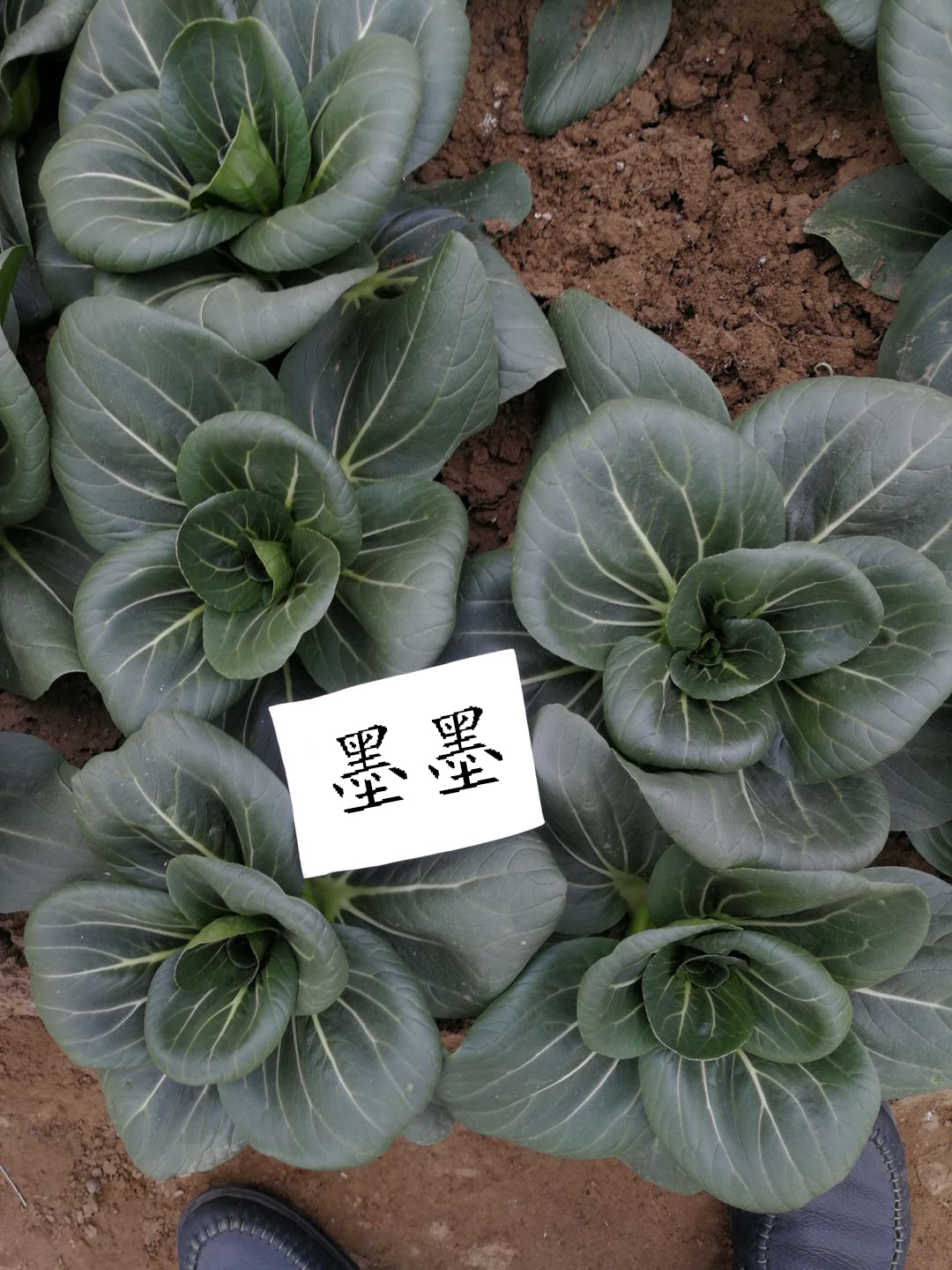 1600249507227199.jpg 06.jpg