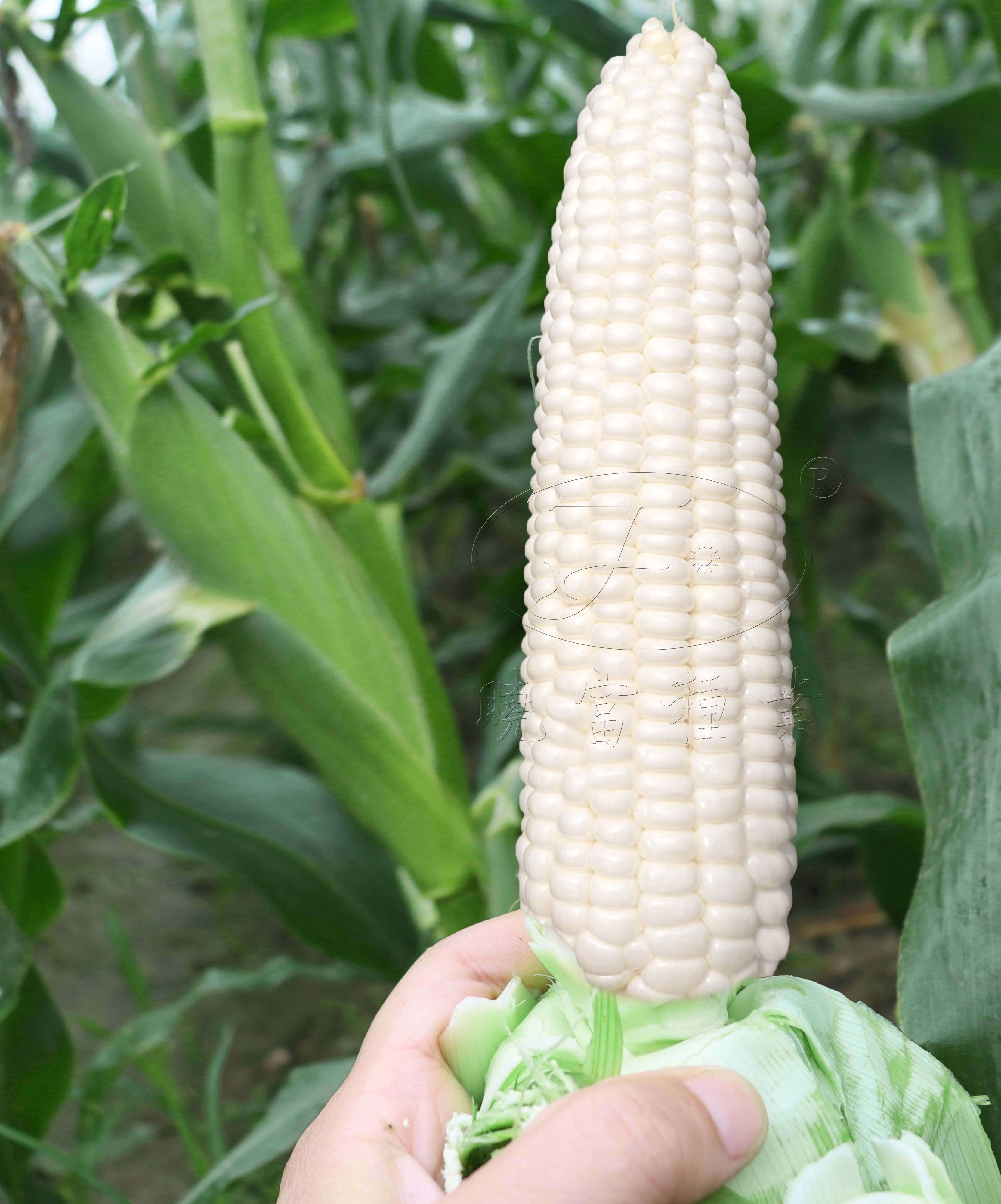 1608451094369464.jpg 4.jpg